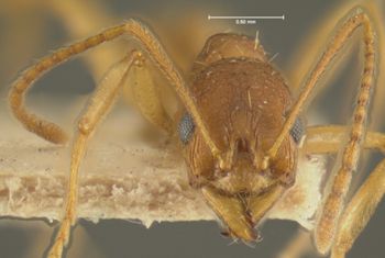 Media type: image;   Entomology 22779 Aspect: head frontal view